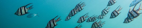 No more single-use plastic